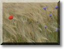 2012-06-24-BALADE-STE GENEVIEVE036.jpg